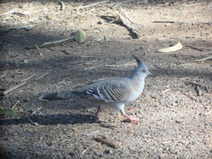Pigeon huppé